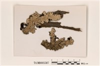 藏品(高野雙歧根梅衣)的圖片